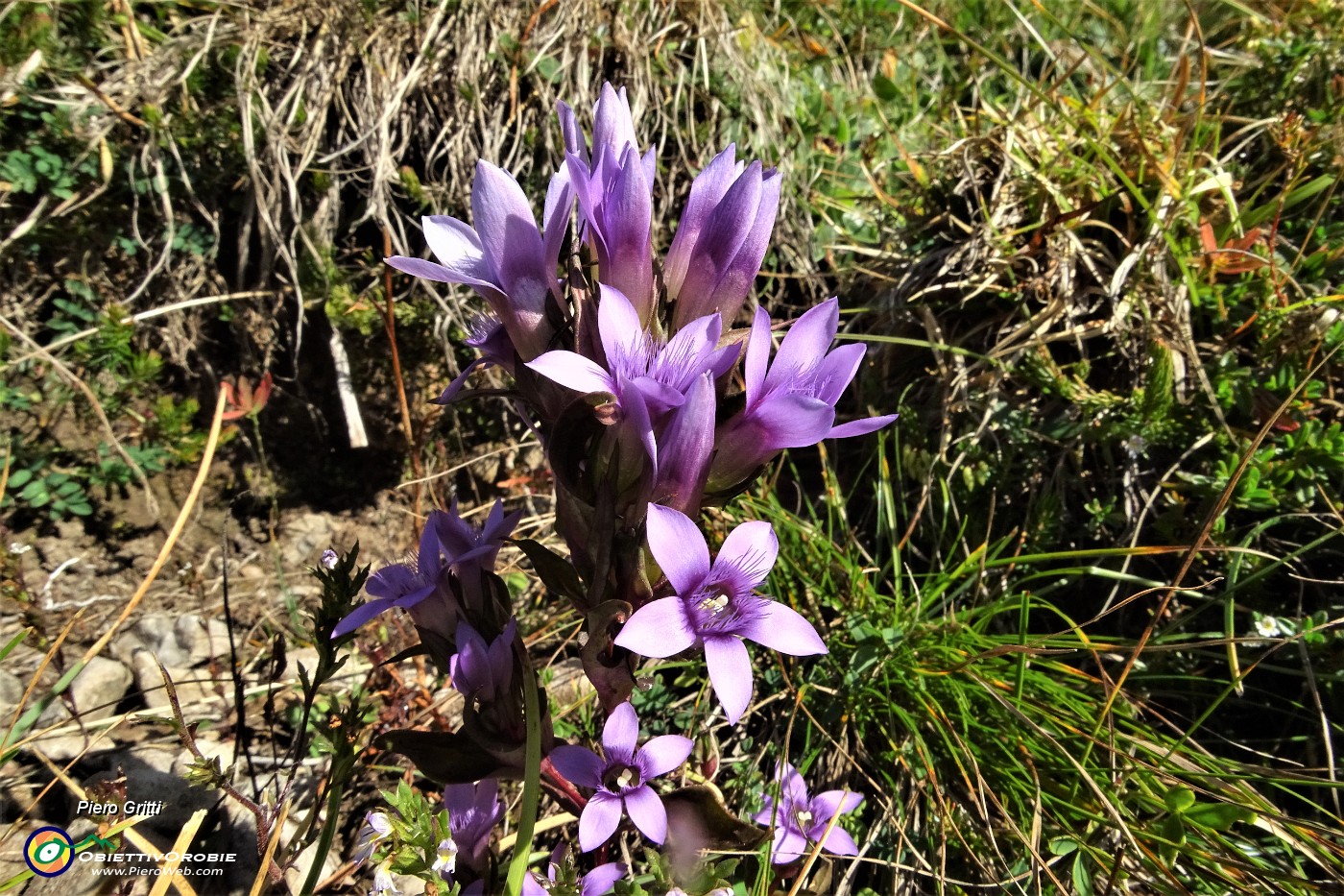 19 Gentiana anisodonta ramosa sul 'Sentiero degli Stradini'.JPG